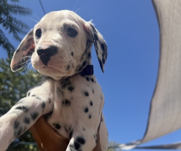 Medium Photo #1 Dalmatian Puppy For Sale in COLTON, CA, USA
