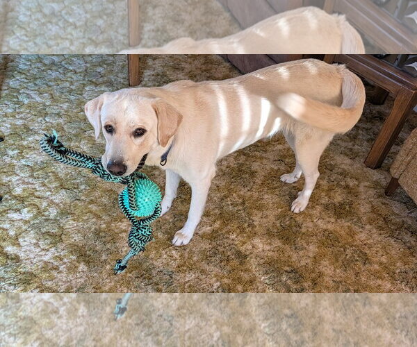 Medium Photo #2 Labrador Retriever Puppy For Sale in Williamsburg, NM, USA