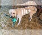 Small #1 Labrador Retriever