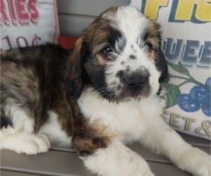 Saint Berdoodle Puppy for Sale in LEWISBURG, Kentucky USA