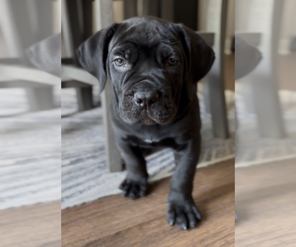 Medium Photo #9 Boerboel Puppy For Sale in LOGANVILLE, GA, USA