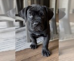 Puppy Light Blue Boerboel