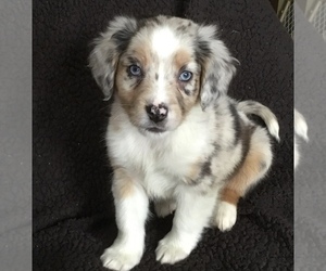 Australian Shepherd-Beagle Mix Puppy for sale in MANKATO, MN, USA