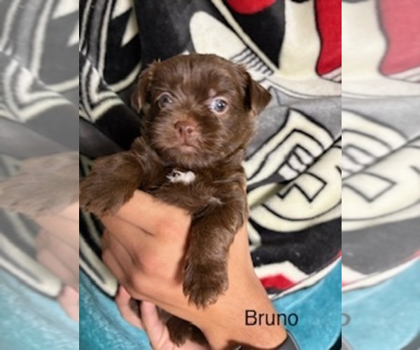 Medium Photo #6 Shorkie Tzu Puppy For Sale in SCOTTSDALE, AZ, USA