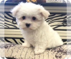Maltese Puppy for sale in ACWORTH, GA, USA