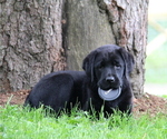 Small Photo #7 Labrador Retriever Puppy For Sale in HYDE PARK, VT, USA