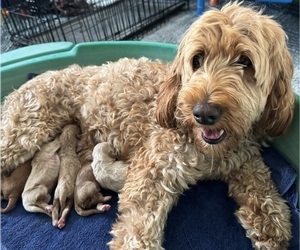 Mother of the Goldendoodle (Miniature) puppies born on 06/15/2025