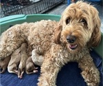 Small Photo #1 Goldendoodle (Miniature) Puppy For Sale in IDAHO FALLS, ID, USA