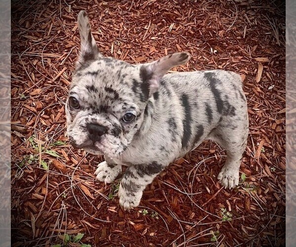 Medium Photo #1 French Bulldog Puppy For Sale in WEST CHESTER, OH, USA