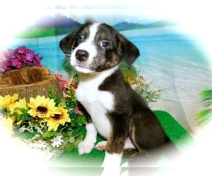 Jack-Rat Terrier-Shetland Sheepdog Mix Puppy for sale in HAMMOND, IN, USA