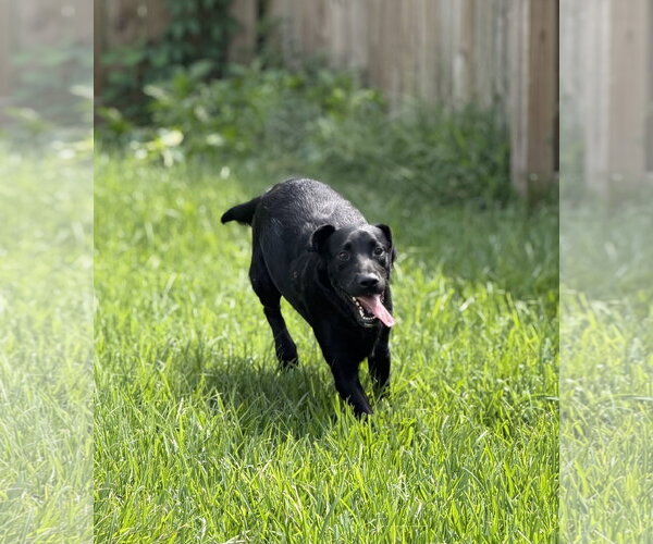 Medium Photo #1 Labrador Retriever-Unknown Mix Puppy For Sale in Virginia Beach, VA, USA