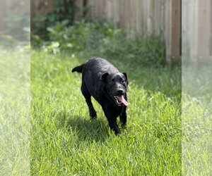 Labrador Retriever-Unknown Mix Dogs for adoption in Virginia Beach, VA, USA