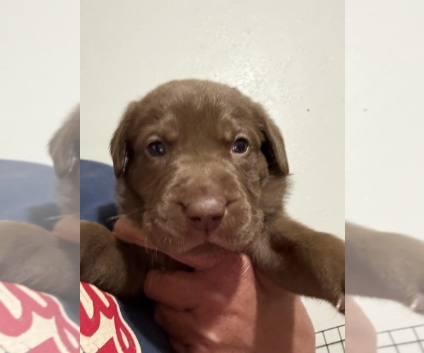 Medium Photo #1 Labrador Retriever Puppy For Sale in OSYKA, MS, USA