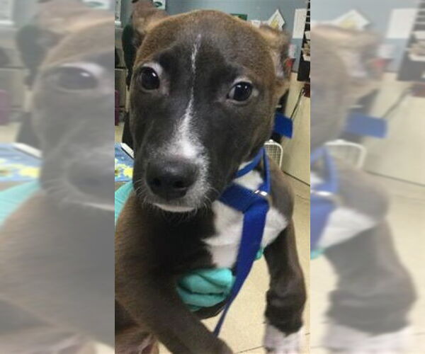 Medium Photo #1 German Shepherd Dog-Unknown Mix Puppy For Sale in Riverside, CA, USA