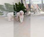 Small #1 Poodle (Miniature) Mix