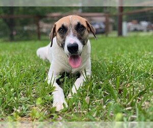 Pointer-Unknown Mix Dogs for adoption in Baytown, TX, USA