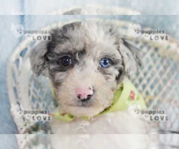 Medium Photo #3 Australian Shepherd-Poodle (Toy) Mix Puppy For Sale in SANGER, TX, USA