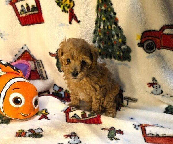 Medium Photo #2 Poodle (Toy) Puppy For Sale in DENVER, CO, USA