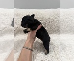 Small #2 French Bulldog