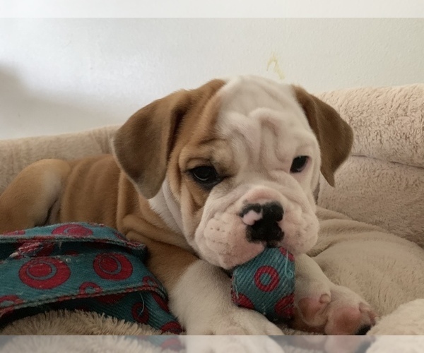 Medium Photo #4 English Bulldog Puppy For Sale in DALLAS, TX, USA