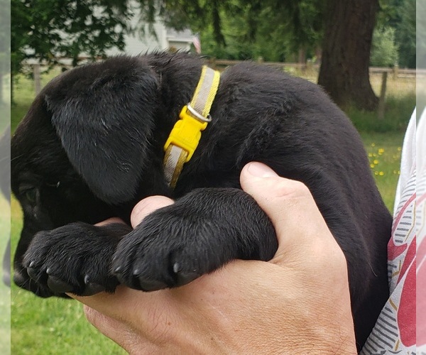 Medium Photo #7 Labrador Retriever Puppy For Sale in OLYMPIA, WA, USA