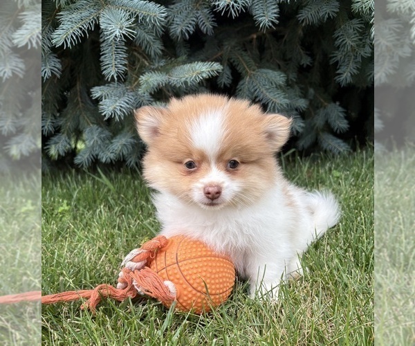 Medium Photo #2 Pomeranian Puppy For Sale in MIDDLEBURY, IN, USA