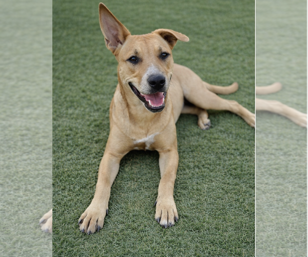 Medium Photo #2 Labrador Retriever-Unknown Mix Puppy For Sale in Fort Worth, TX, USA