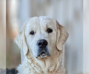 English Cream Golden Retriever Dog for Adoption in ELKTON, Kentucky USA