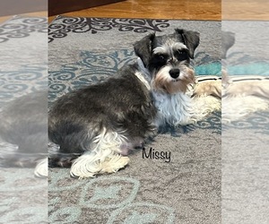 Mother of the Schnauzer (Miniature) puppies born on 08/29/2026