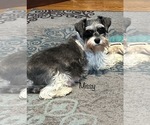 Small Photo #1 Schnauzer (Miniature) Puppy For Sale in SAINT LOUIS, MO, USA