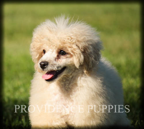 Medium Photo #31 Poodle (Miniature) Puppy For Sale in COPPOCK, IA, USA