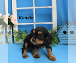 Small #17 Cavalier King Charles Spaniel