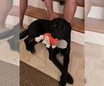 Small #4 Labrador Retriever