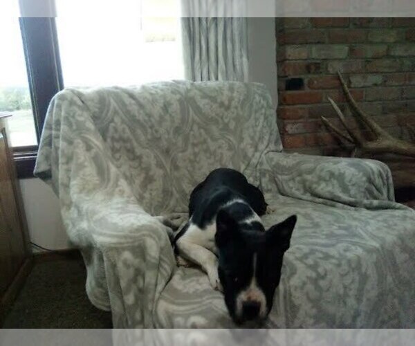 Medium Photo #2 Boston Terrier Puppy For Sale in HOT SPRINGS, SD, USA