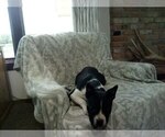 Small #1 Boston Terrier