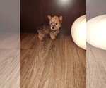 Puppy 2 Yorkshire Terrier