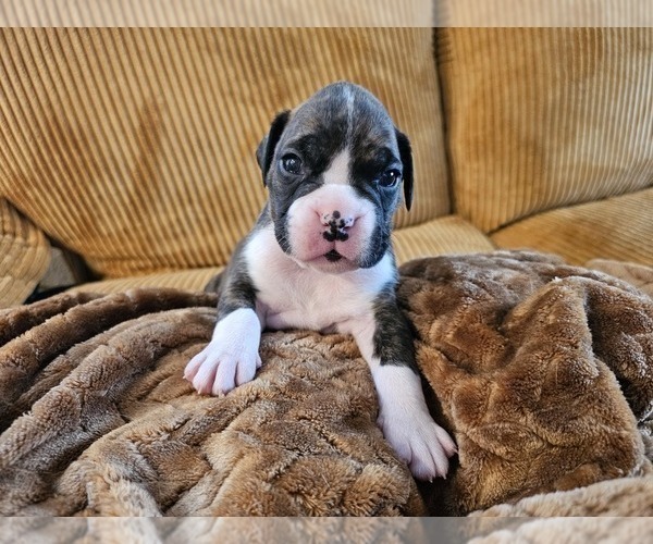 Medium Photo #1 Boxer Puppy For Sale in COMMERCE CITY, CO, USA