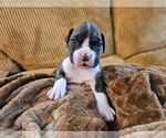 Puppy Tiny Boxer