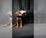 Puppy Chocolate Male Doberman Pinscher