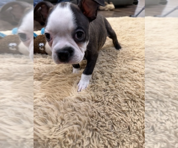 Medium Photo #9 Boston Terrier Puppy For Sale in FREDONIA, KS, USA