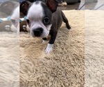 Small #8 Boston Terrier