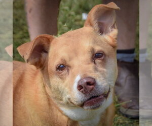 Australian Shepherd-Unknown Mix Dogs for adoption in Huntley, IL, USA