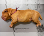 Small Photo #10 Labrador Retriever Puppy For Sale in BLUFF DALE, TX, USA