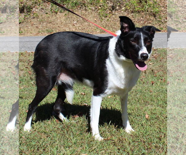 Medium Photo #1 Border Collie-Unknown Mix Puppy For Sale in Prattville, AL, USA