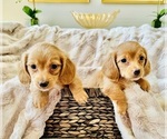 Small Photo #2 Dachshund Puppy For Sale in LAKE MURRAY, SC, USA
