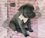 Small #3 Cane Corso