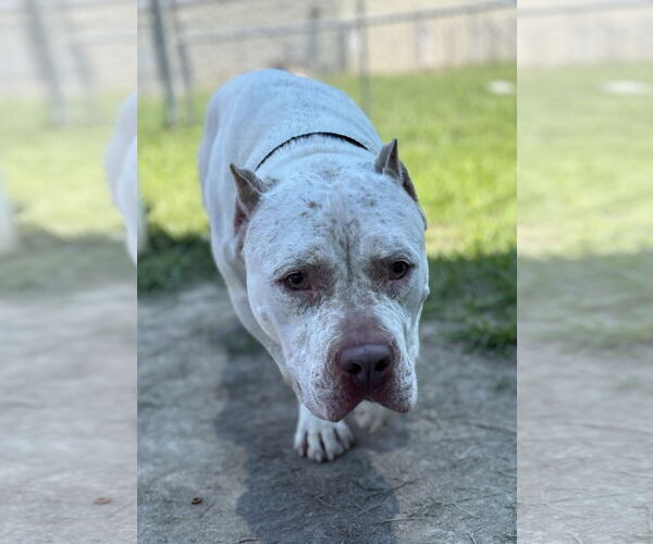 Medium Photo #3 American Pit Bull Terrier Puppy For Sale in Virginia Beach, VA, USA