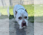 Small #2 American Pit Bull Terrier