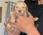 Small Photo #37 Goldendoodle Puppy For Sale in RATHDRUM, ID, USA