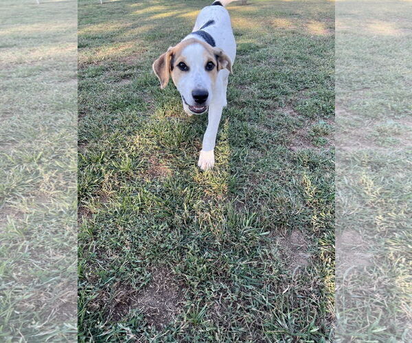 Medium Photo #3 Beagle-Unknown Mix Puppy For Sale in Columbus, IN, USA